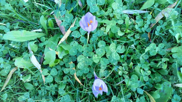 Crocus (Crocus vernus Hill (L.). Hill.).