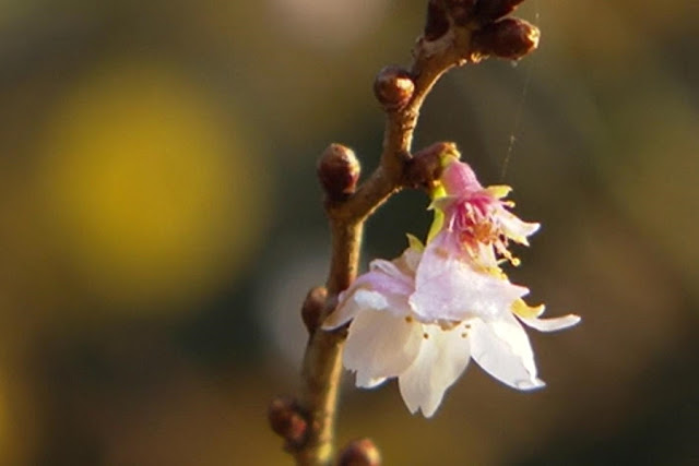Wochenendtipp Japanischer Garten Leverkusen Lokalzeit Junkie