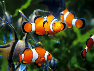 agar-ikan-tidak-berkelahi.jpg