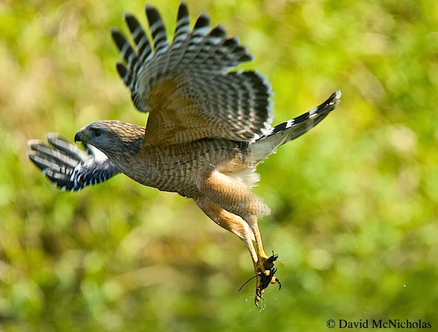 Native Florida Raptors Raptor Identification and Photography: January 2014