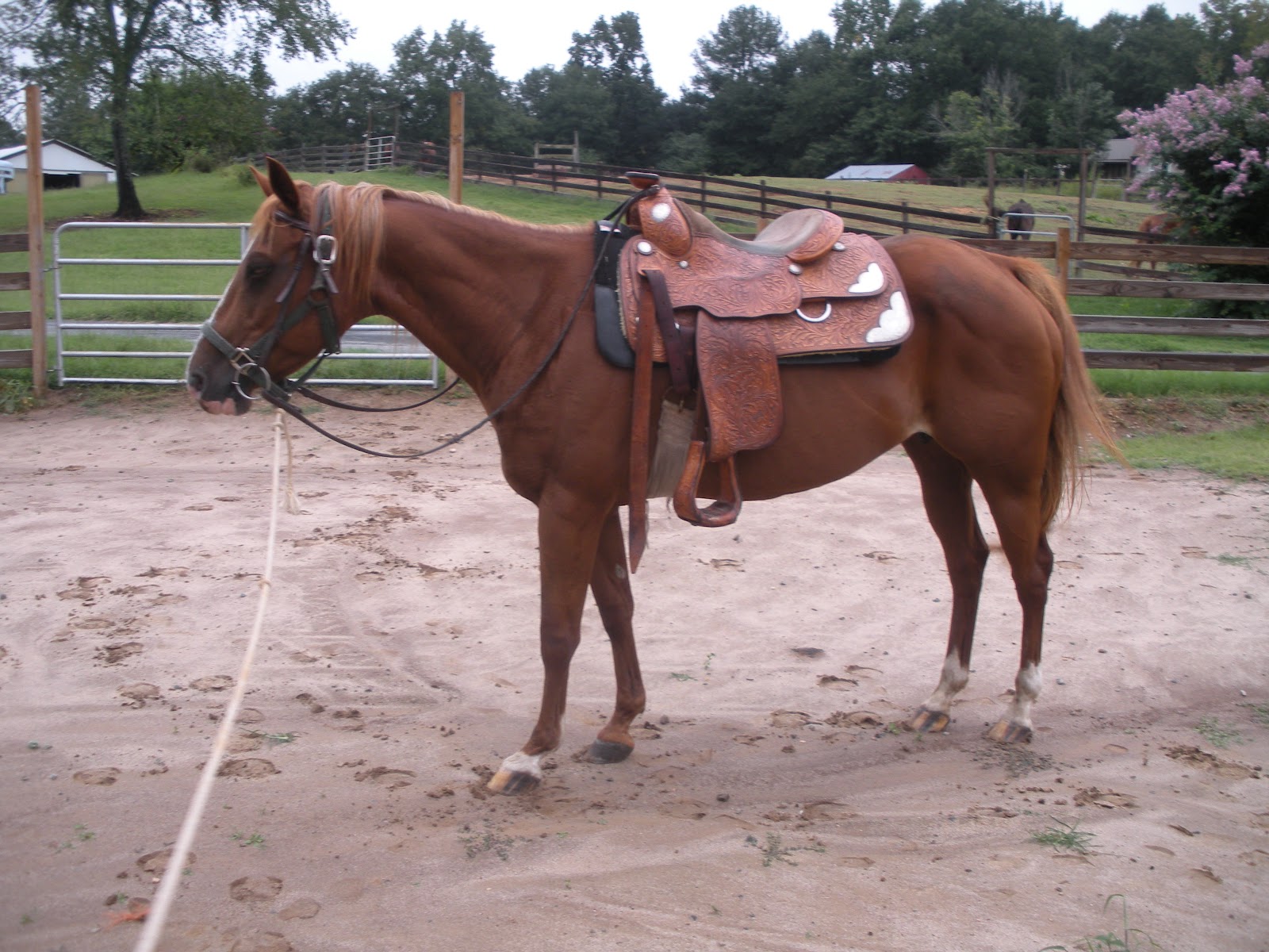 Holly Hill Quarter Horses Horses For Sale