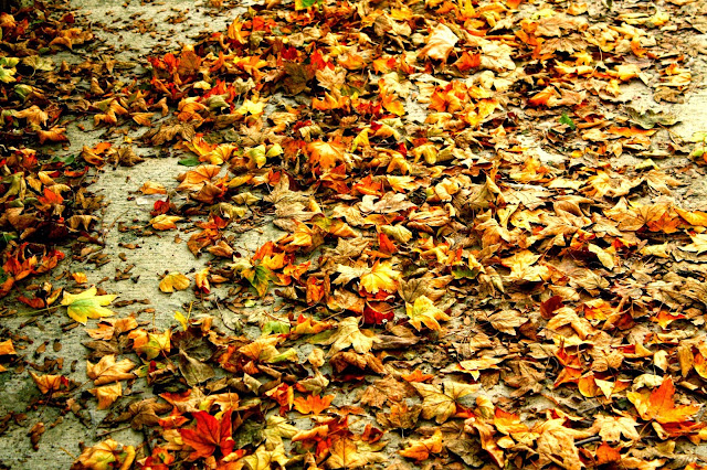 autumn leaves in medgidia