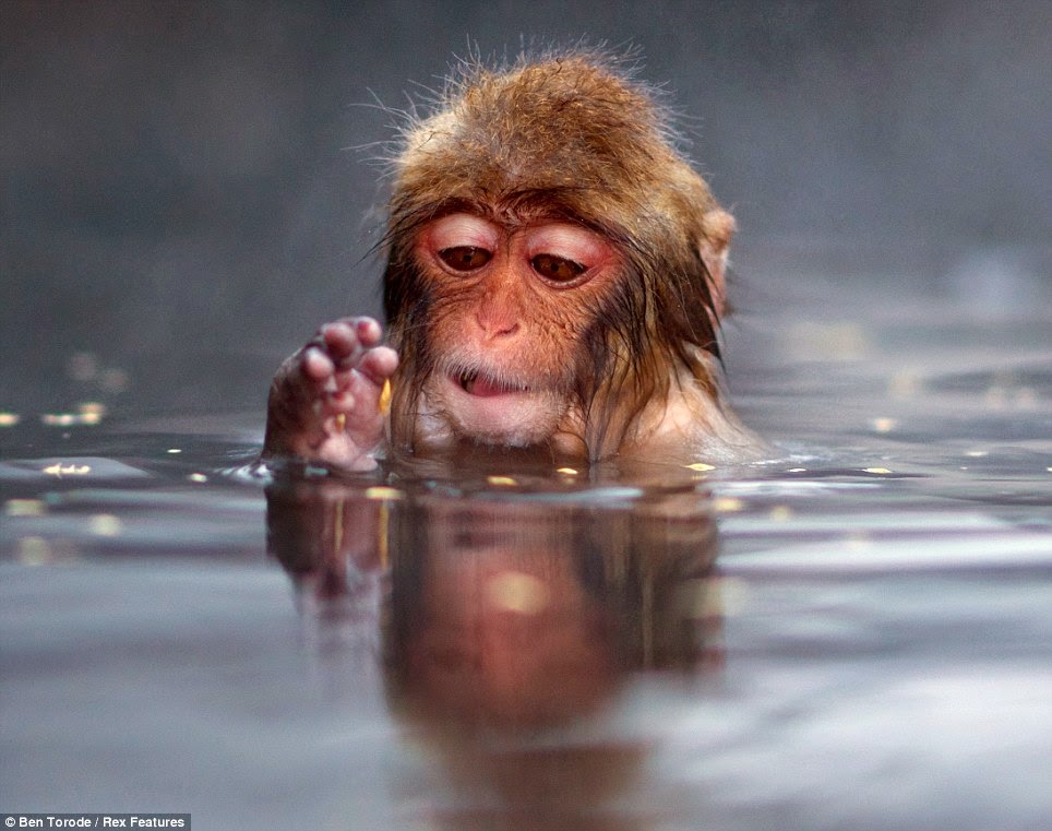 Gambar Monyet Kedinginan - Orion Gambar