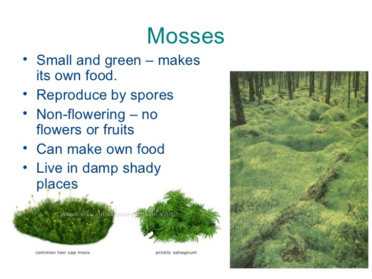 NON FLOWERING PLANTS MOSSES AND FERNS MY ENGLISH AND
