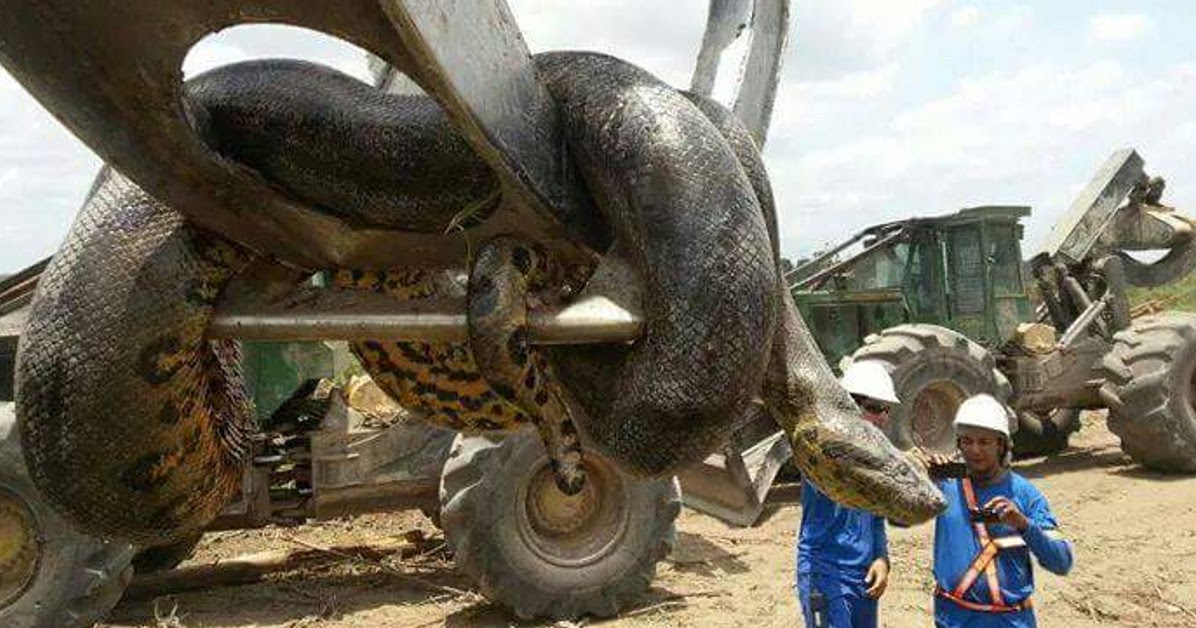 vídeo viraliza na web ao mostrar cobra gigante de dez metros a ser
