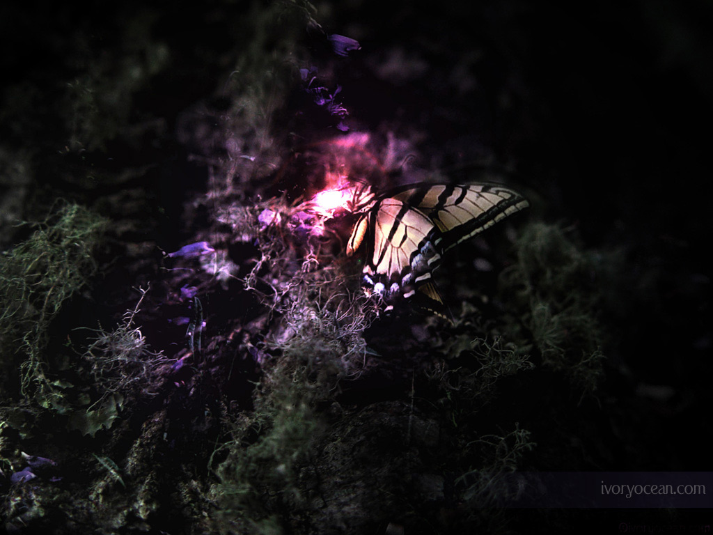 HD Desktop Wallpapers Butterfly Wallpaper Butterfly Background