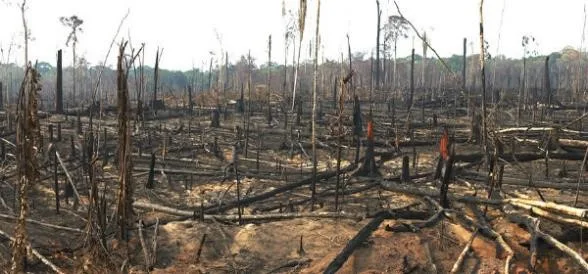 Delito Ambiental o Ecológico