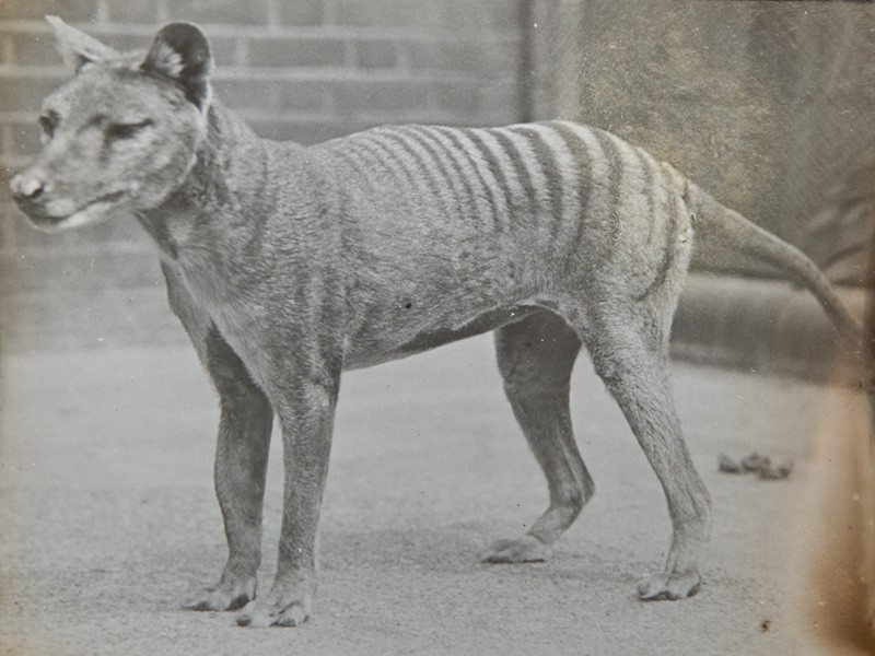 o lobo da tasmânia caminha como um mito o Último reduto nasci