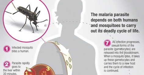 Kliping Penyakit Malaria pdf, Penyebab Penyakit Malaria, Pencegahan