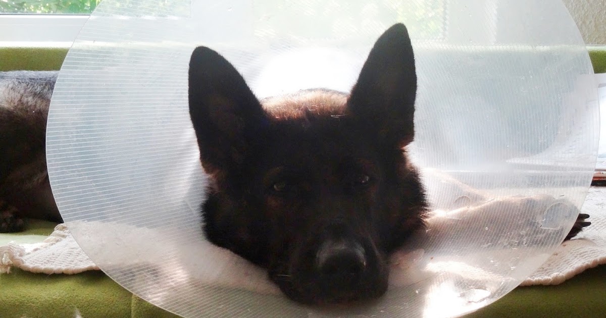 hund im glück oder wenn es grad am schönsten ist