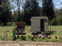 chicken coop plainwell michigan 5