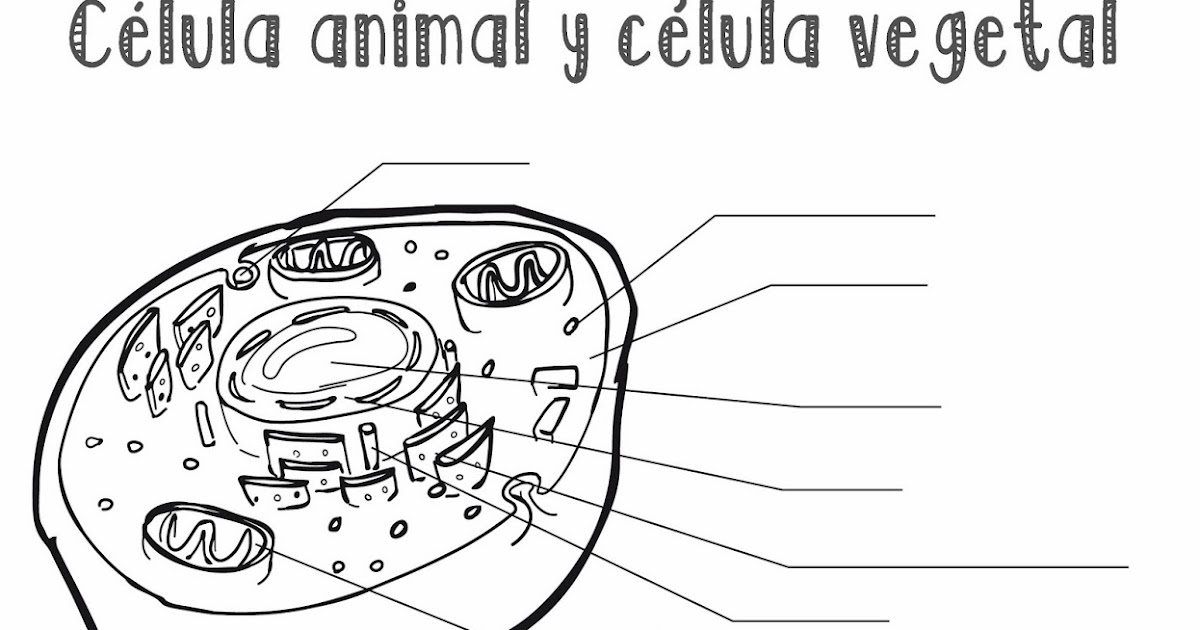 Celula Animal Y Celula Vegetal Alta Clase