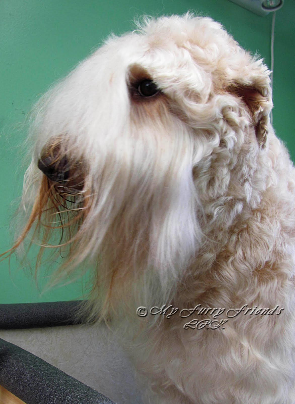 Pet Grooming The Good, The Bad, & The Furry Using a Mat Splitter to Demat a Beard