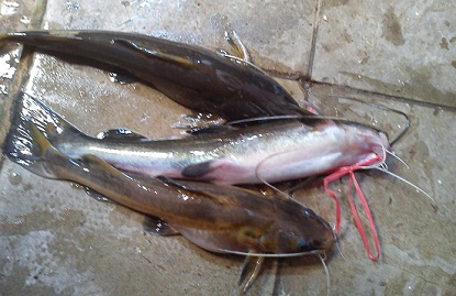 Cara Mancing Ikan Baung Besar, cara mancing ikan baung dan umpannya, di sungai, mancing mania ikan baung,Cara Mancing Ikan Baung Besar sungai, http://habinos.blogspot.co.id/2015/07/lanngkah-cara-mancing-ikan-baung-besar.html