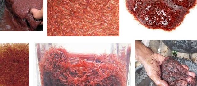 Ini Dia Makanan Ikan Mas Koki yang Terbaik