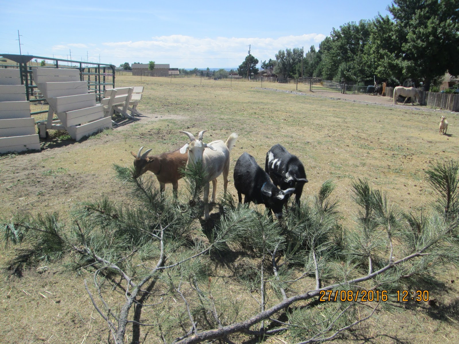 Animal Antics Fun with Rescued Animals Pine tree goats!
