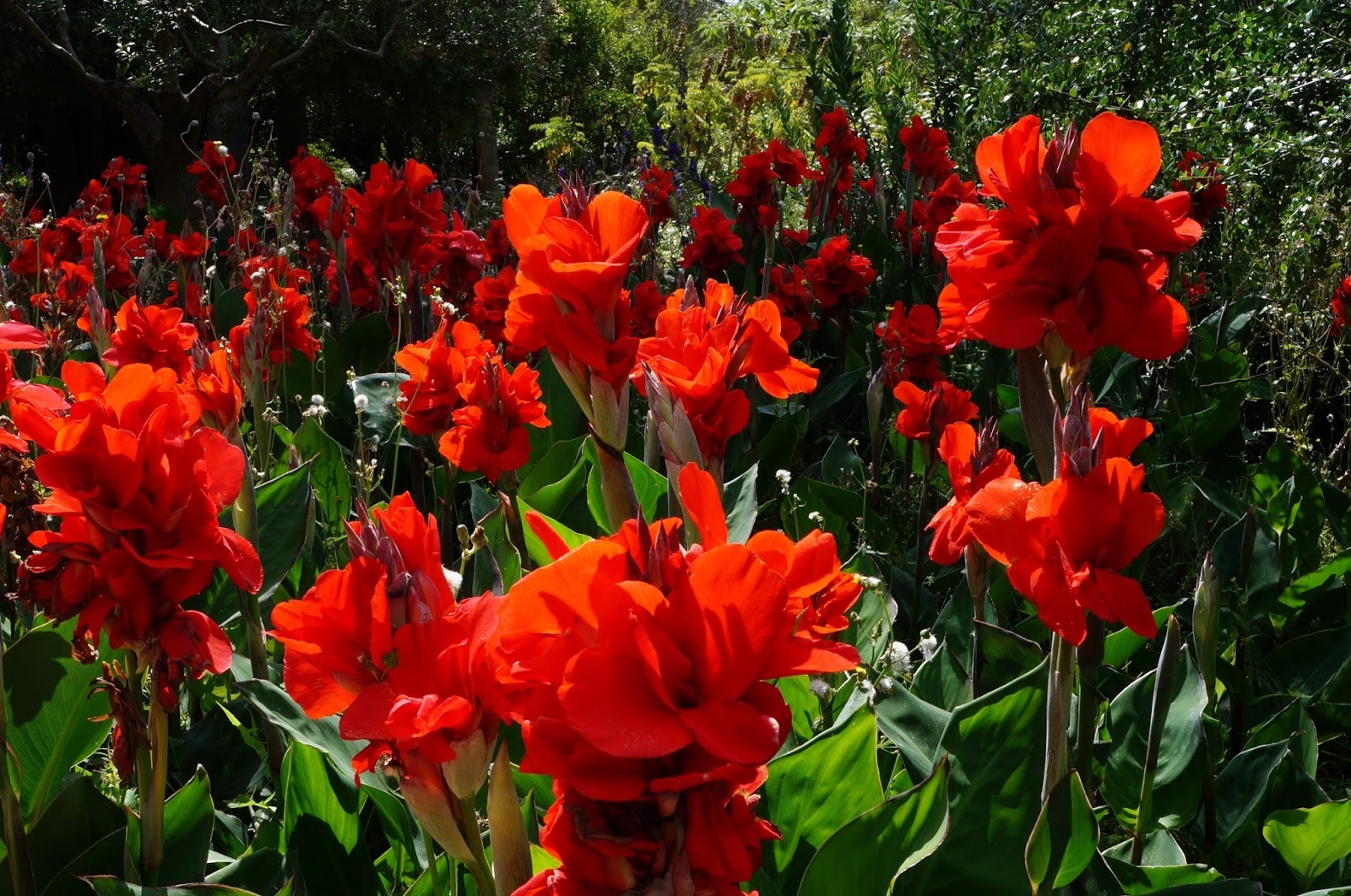 バルセロナ ブログ 赤い花