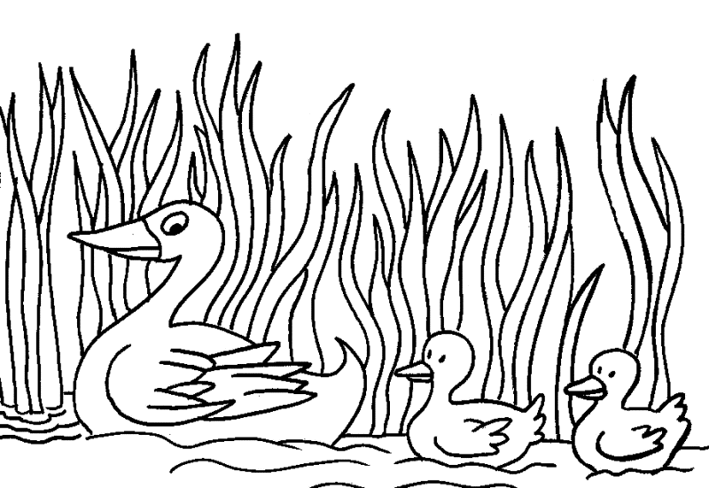 Halaman belajar mewarnai  gambar  bebek  lucu untuk anak
