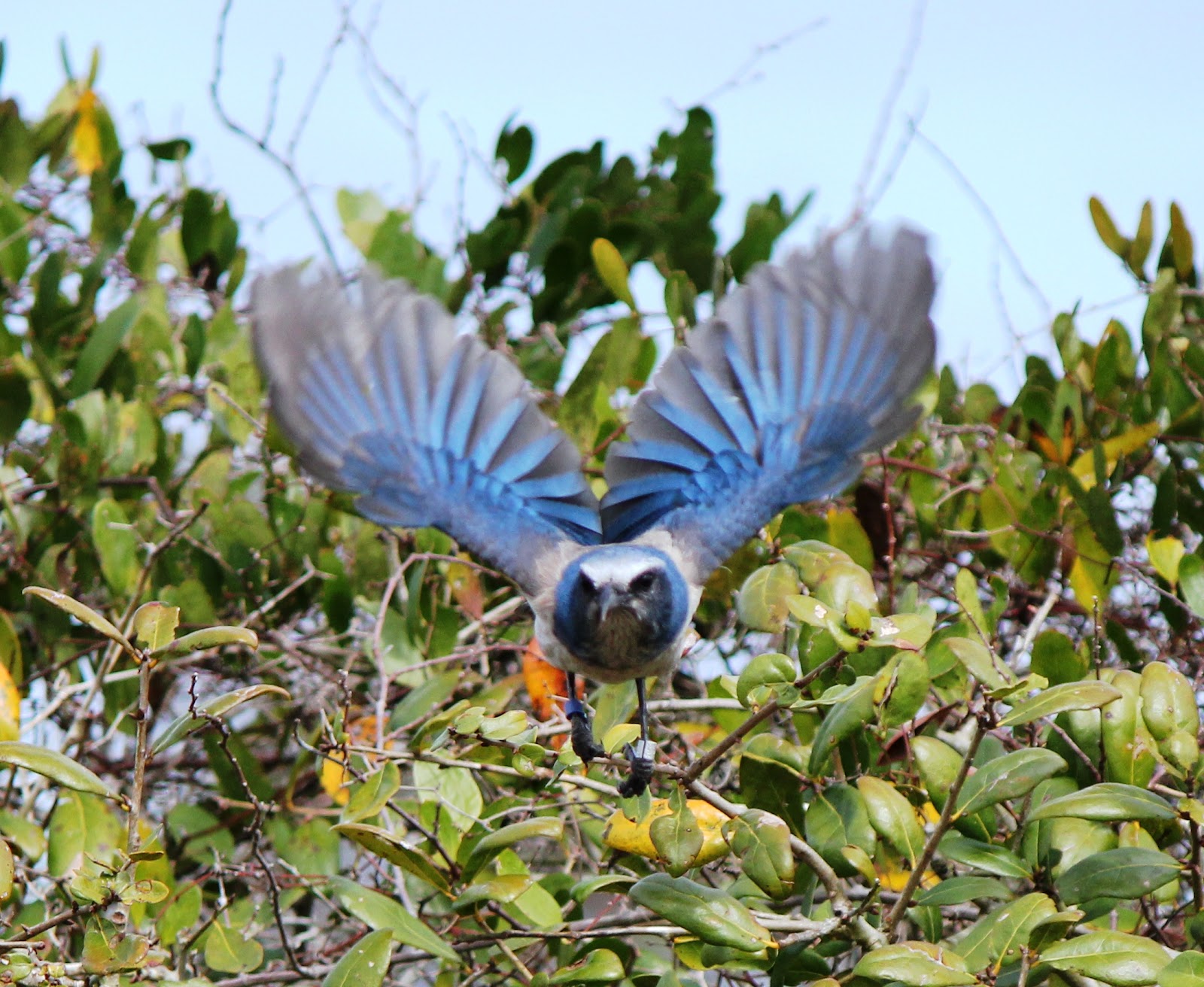 Views From Our Kayak: Haulover Canal and Scrub Ridge Trail