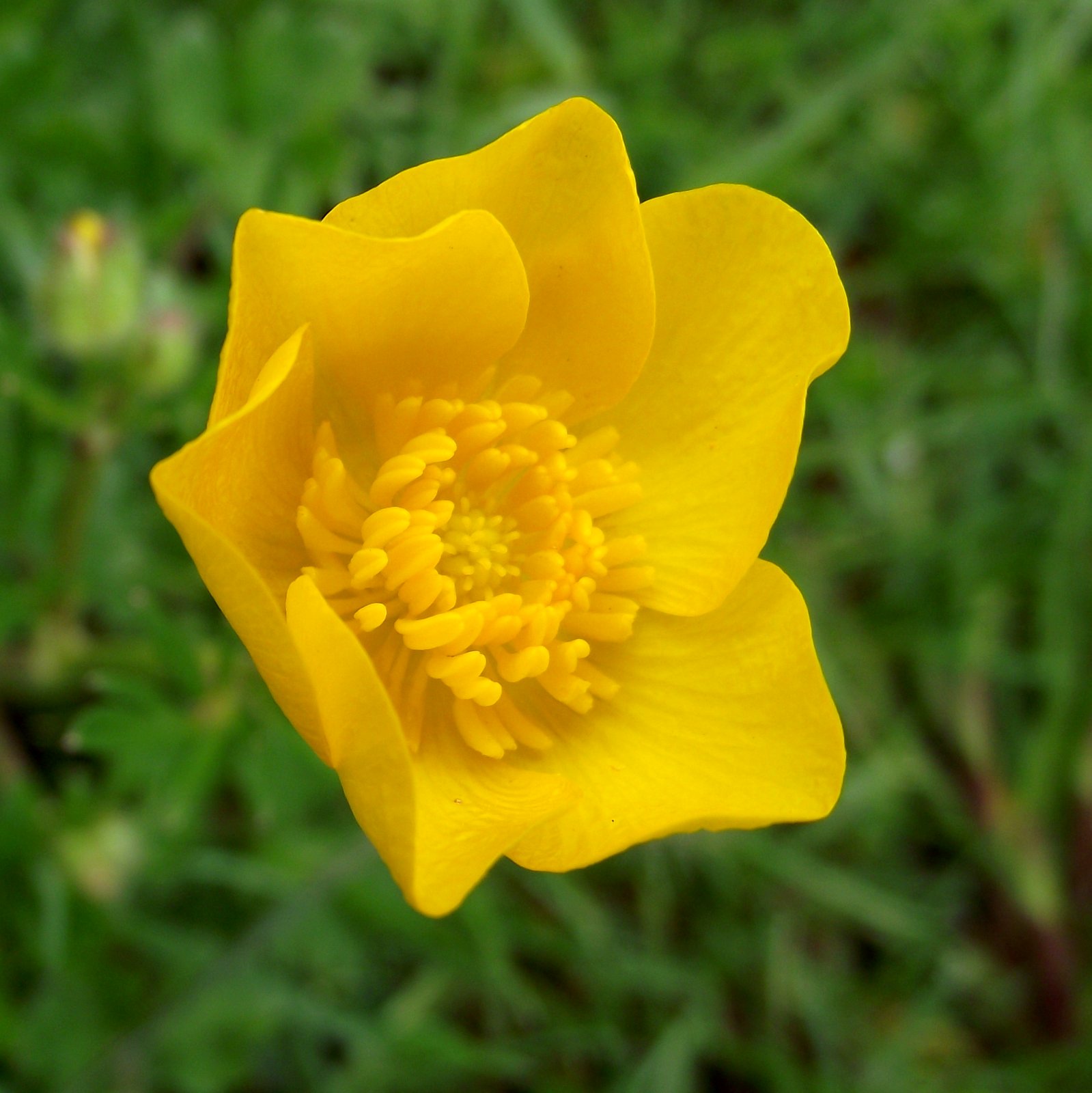 Wild Bee Bulbous Buttercup