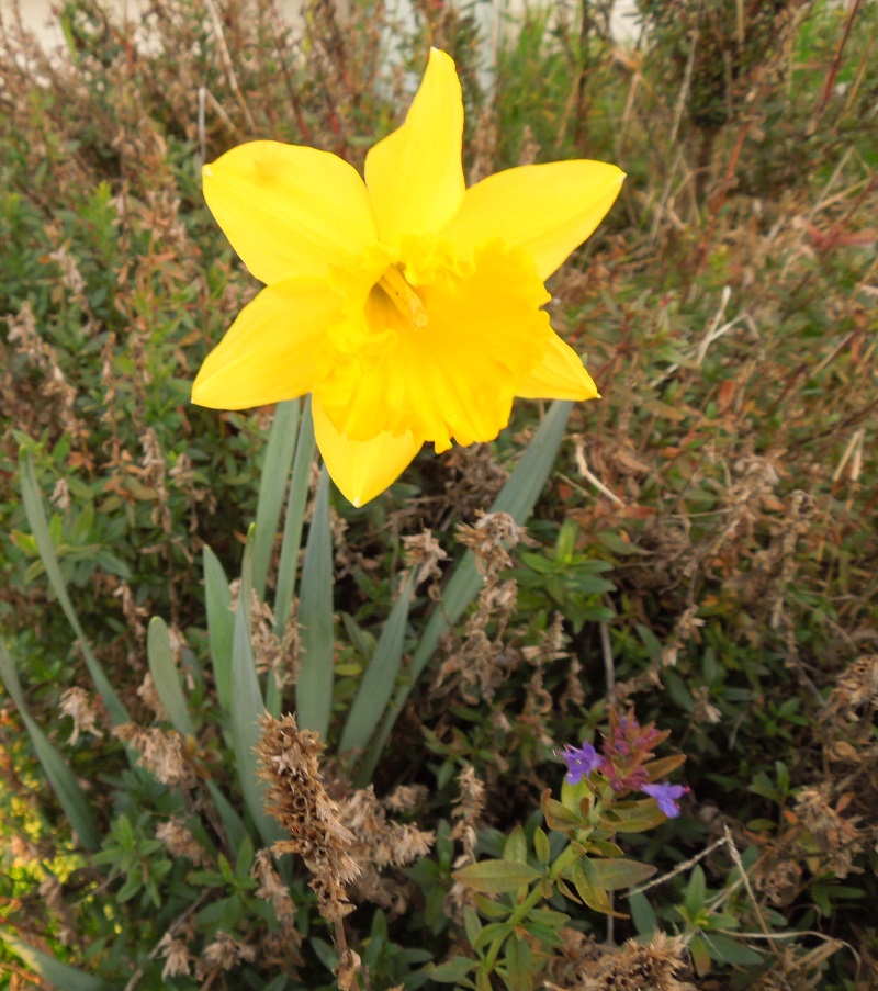 Barb's Garden Observations Daffodils are Back in Bloom