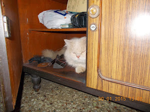 Tomcat Matata sneaking into a open cupboard.