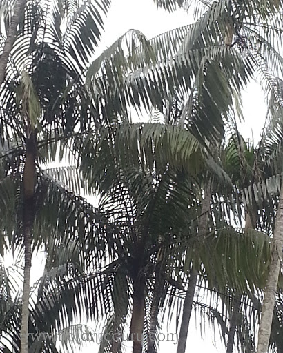 Oncosperma tigillarium, Nibong Palm leaves