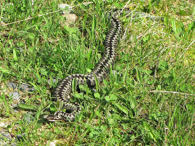 Żmija zygzakowata (Vipera berus)