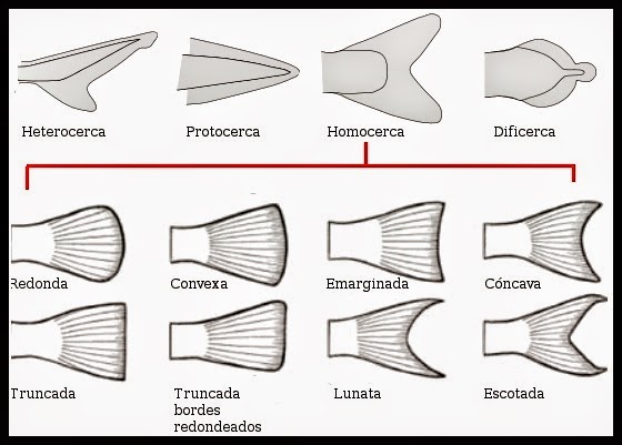 MUNDO ACUARIO: Morfología de los peces