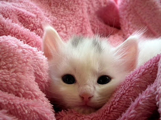 White kitten snuggled in a blanket