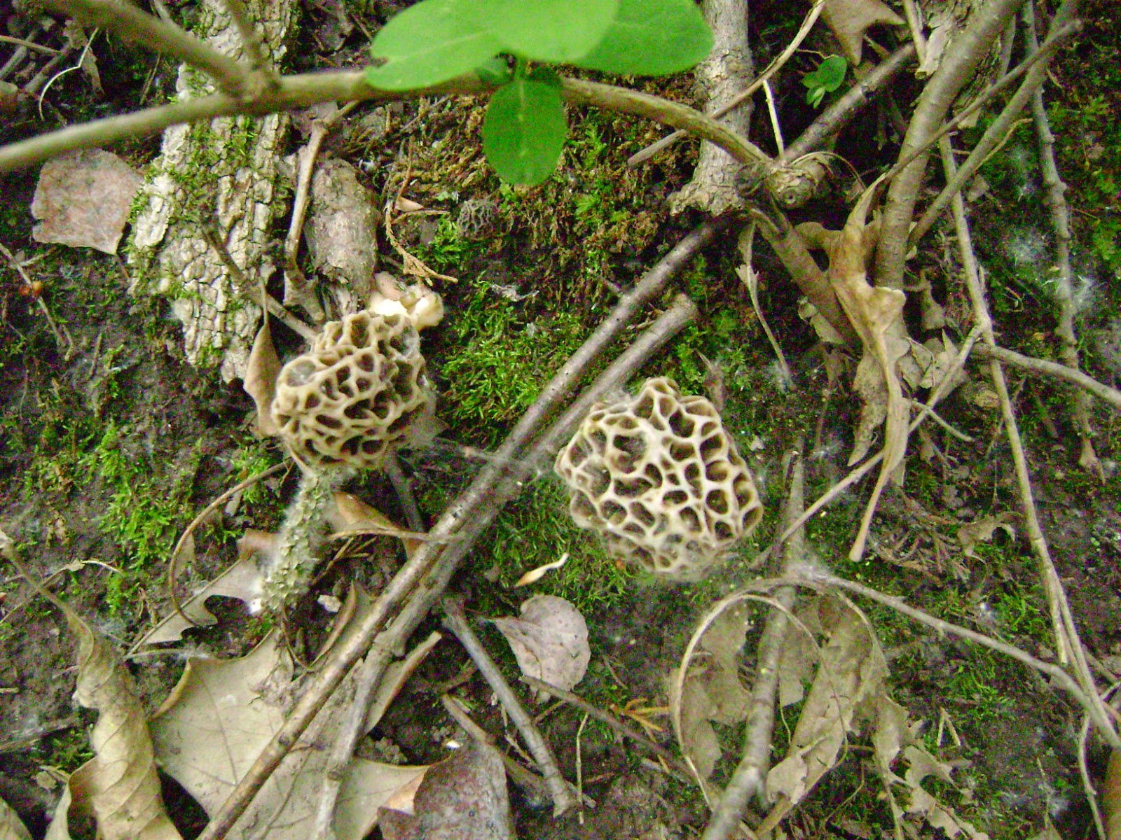 Orange is my favorite color. Morels at Afton