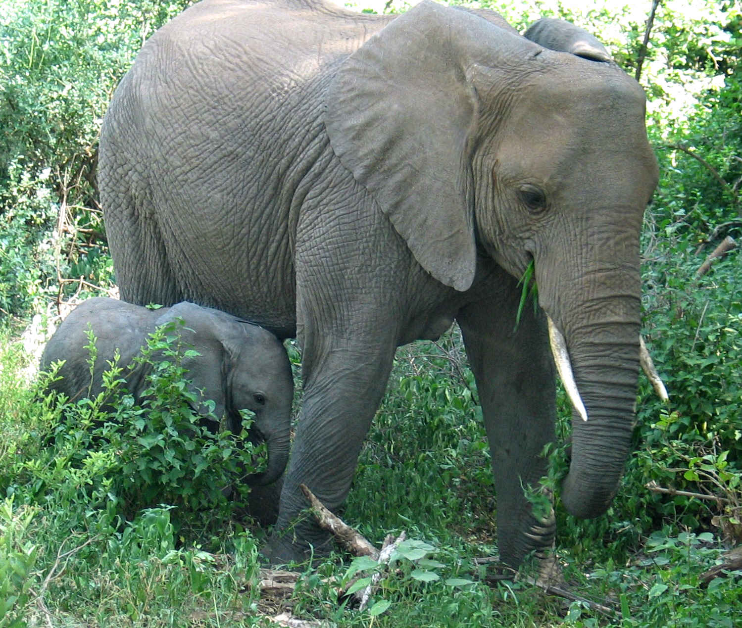 Сосновые слоники