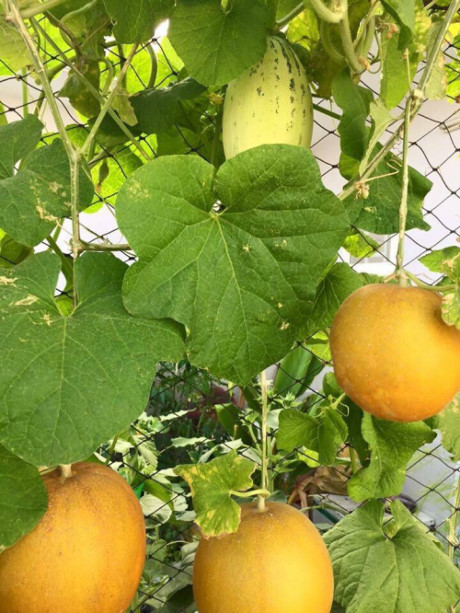 Nguong mo mo hinh VAC cua chang trai 9x o ngay trung tam Ha Noi - Anh 13