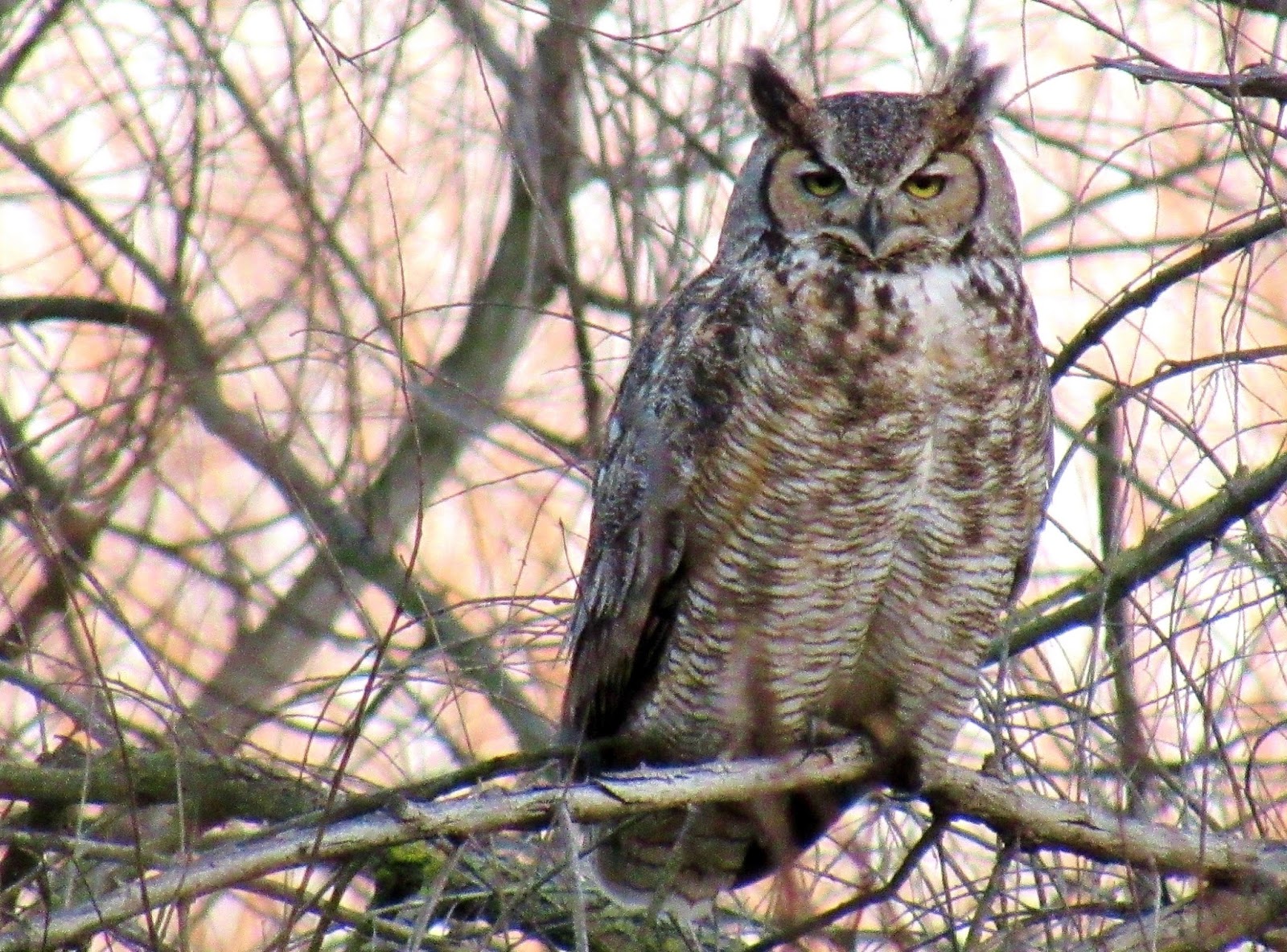 Great Horned Owls