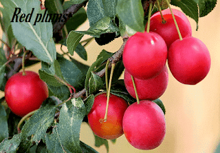 7 Alasan buah plum sangat baik untuk kesehatan 7 Alasan buah plum sangat baik untuk kesehatan