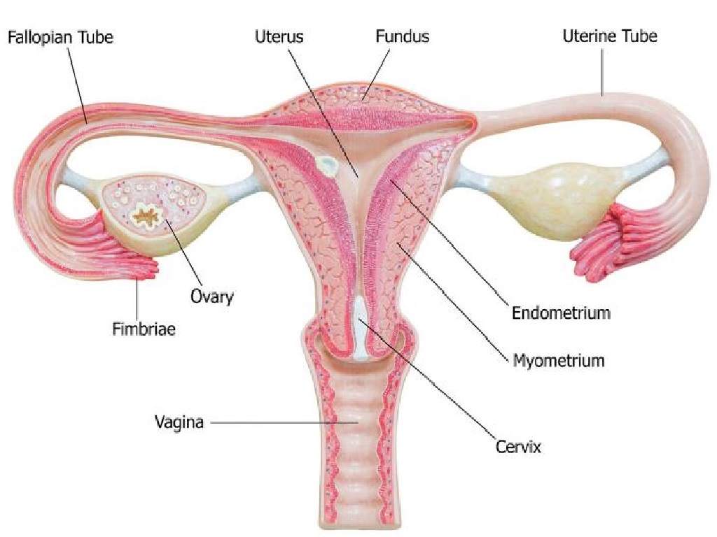 Ovum dihasilkan oleh organ reproduksi yang disebut