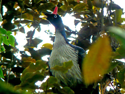 Horned Guan Birds Photos 4