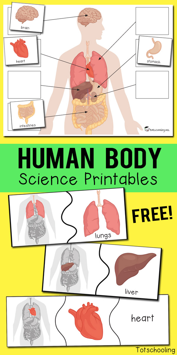 FREE Science printables for kids to learn about the organs inside our bodies. Hands-on learning with puzzles and matching, perfect for young kids, even preschool or kindergarten!