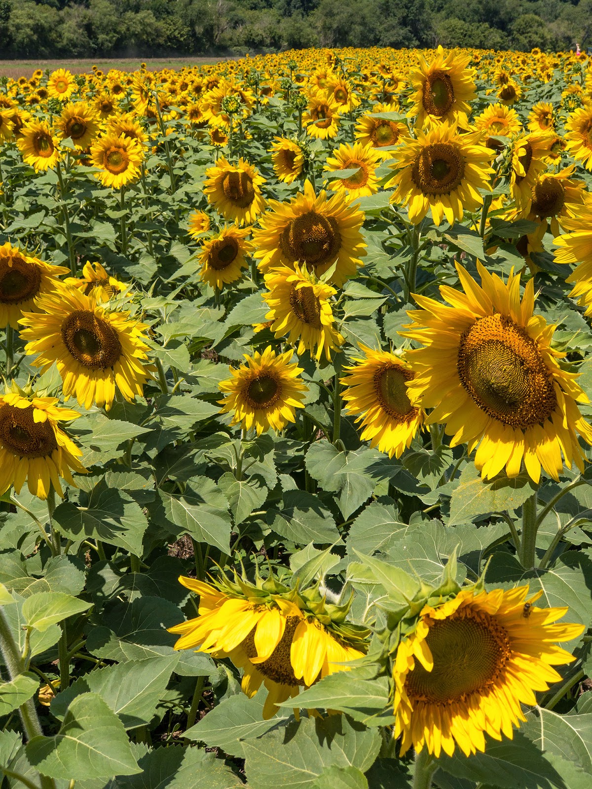 Bubba's Garage A Quick Drive Through Biltmore Sunflowers