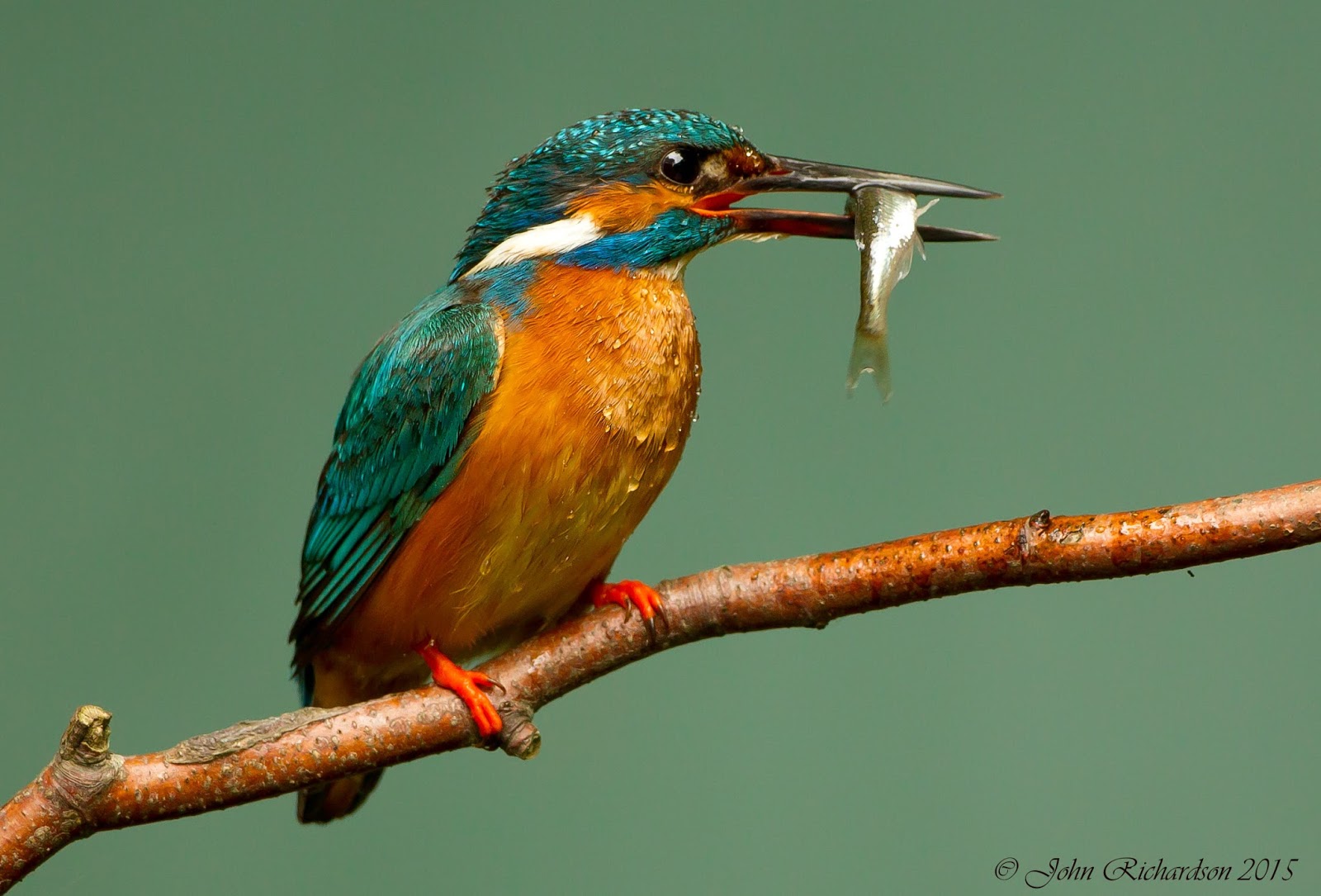 Кингфишер птица в индии Кингфишер птица в индии