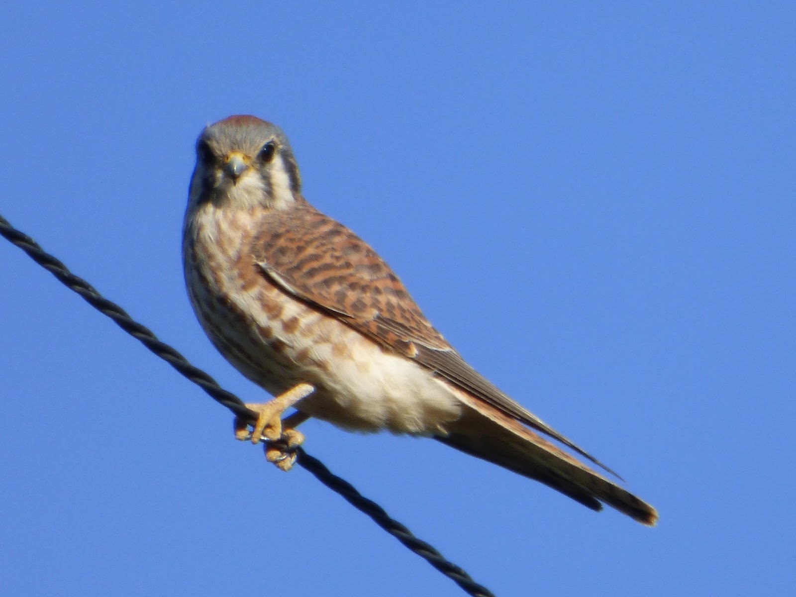 Geotripper's California Birds American Kestrel at the San Joaquin
