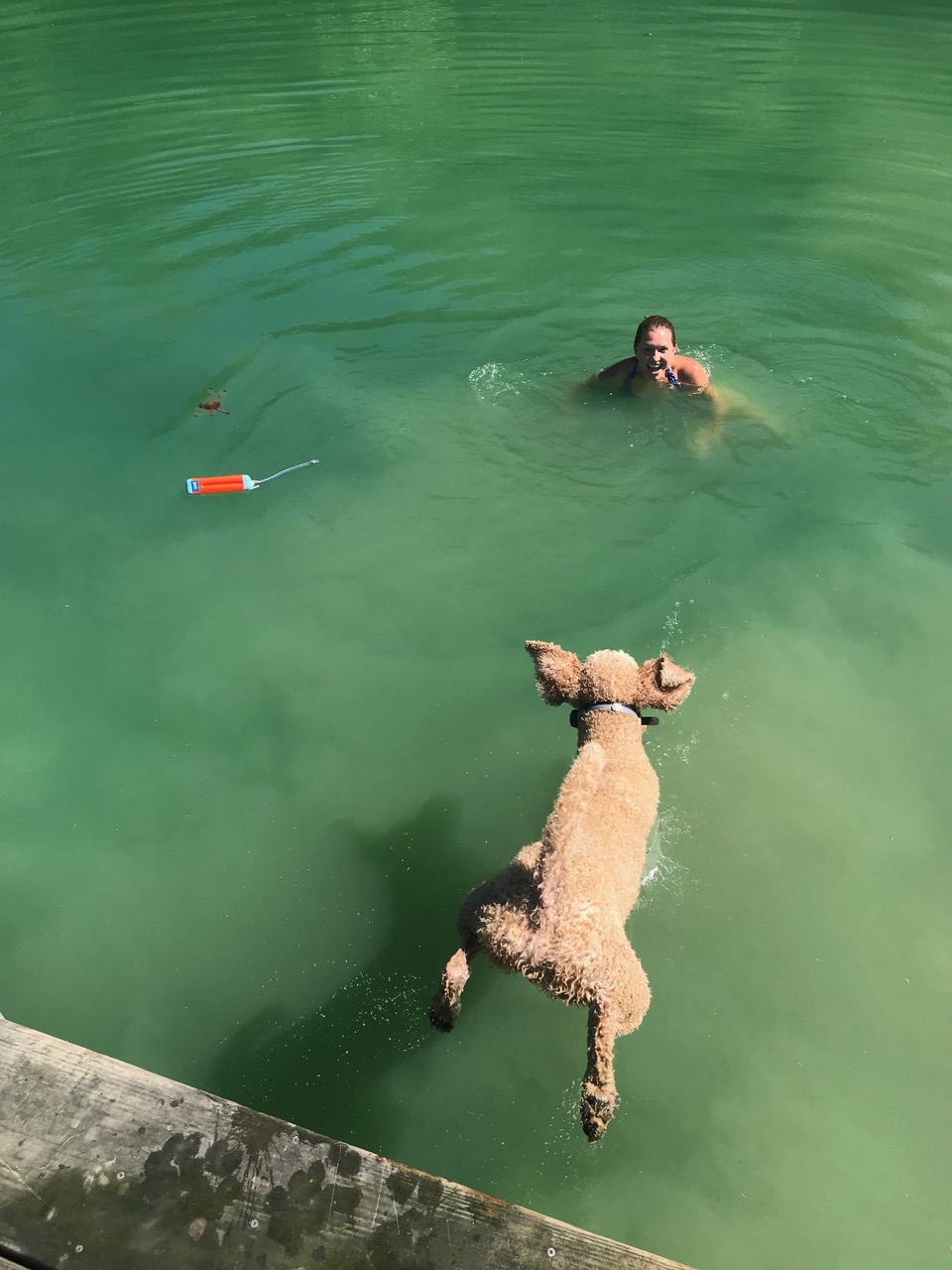 Yesteryear Acres Doodle Days Dock Dog