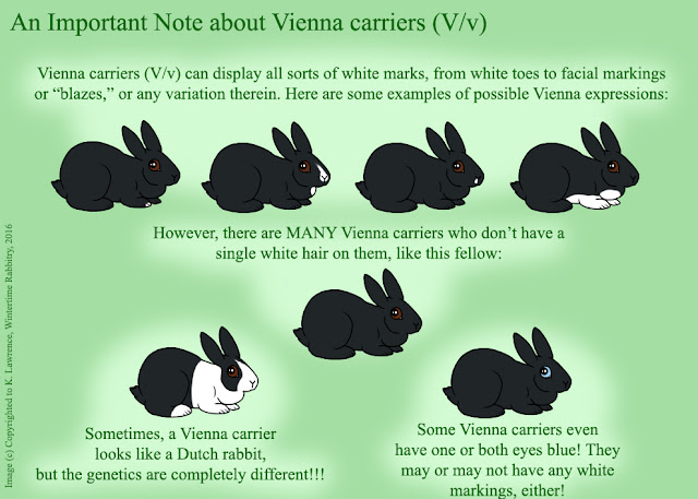 Rabbit Genetics And Musings: Cheat Sheet: Understanding the Vienna Gene ...