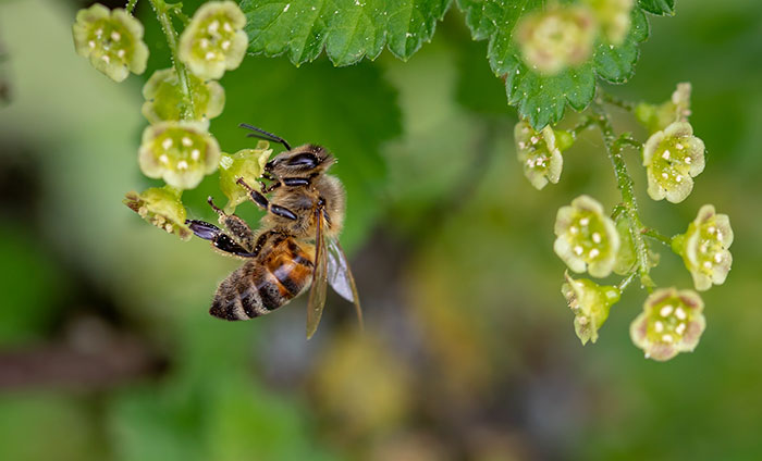 8 Little Things We All Can Do To Help The Bees Survive