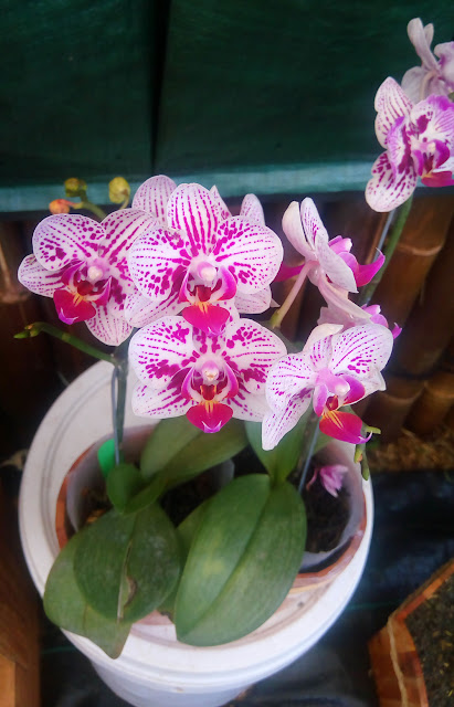 Beautiful Orchid Flowers