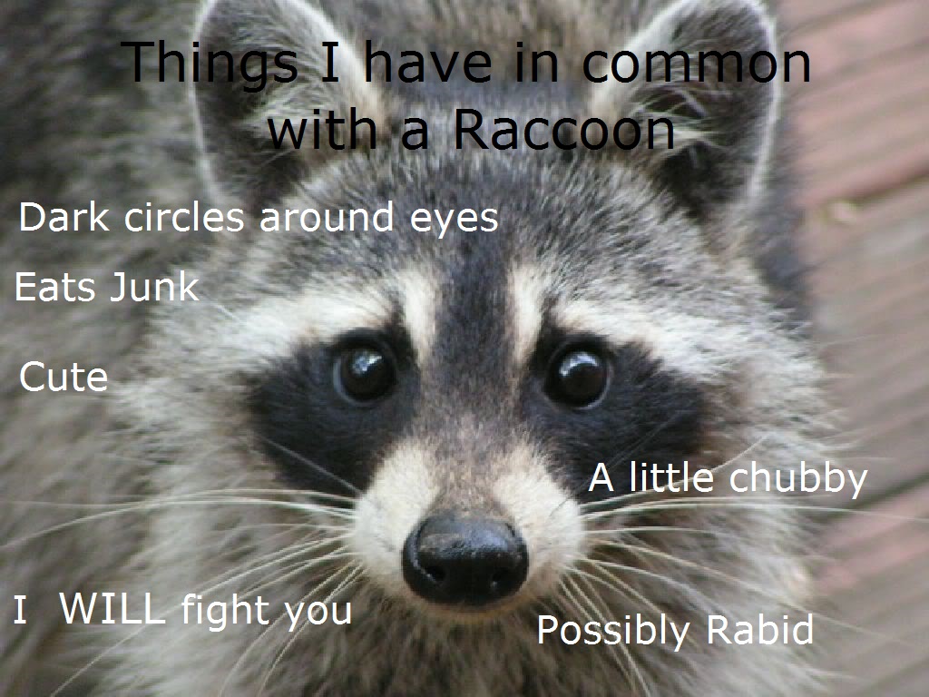 7 Fun Facts About Raccoons Facts For Kids Raccoon Paws Tree Images