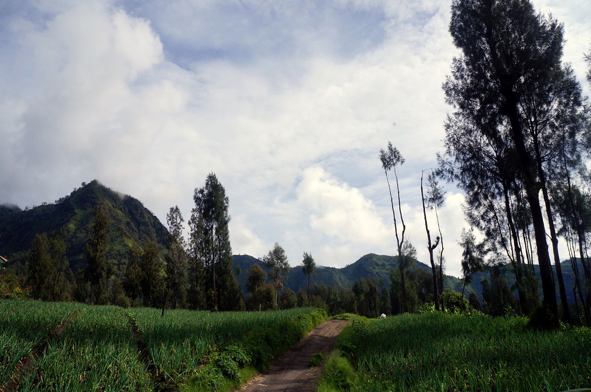 Dinilint Travel Notes Rekomendasi Penginapan Di Cemoro Lawang Bromo