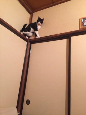 垂直な壁を登る？猫の驚くべき身体能力【n】
