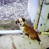 Ιωάννινα:Χάθηκε  σκυλάκι στα Σεισμόπληκτα  