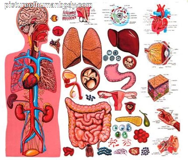 Funny Pictures Gallery: Organs, internal organs diagram, body organs